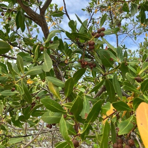 Conocarpus erectus Blodyn