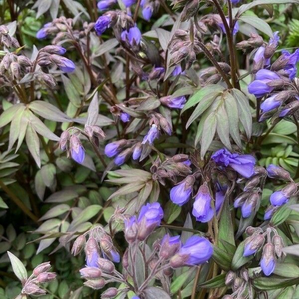 Polemonium reptans Flower