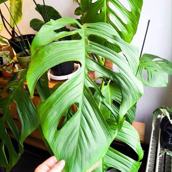 Monstera adansonii ᱥᱟᱠᱟᱢ