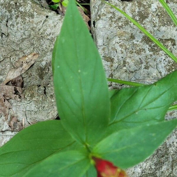 Spigelia marilandica Blad