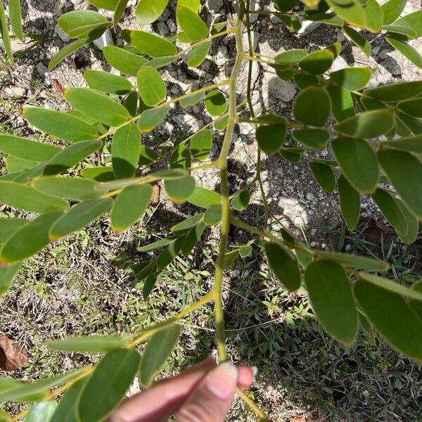 Cassia javanica Leht