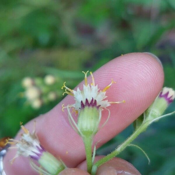 Senecio cacaliaster फूल