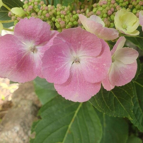 Hydrangea spp. Bloem