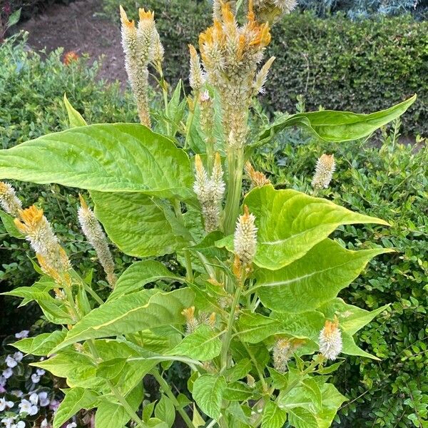 Celosia argentea Buveinė