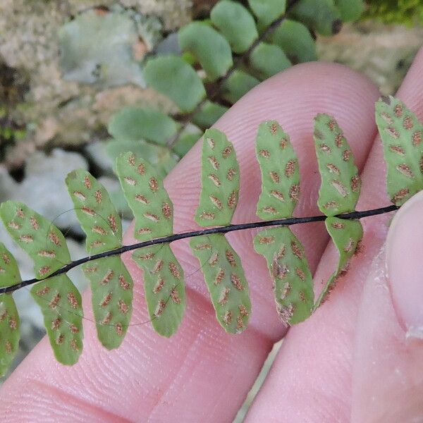 Asplenium resiliens Other