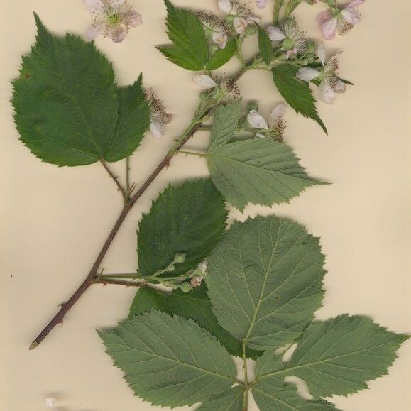 Rubus nemorosus Otro