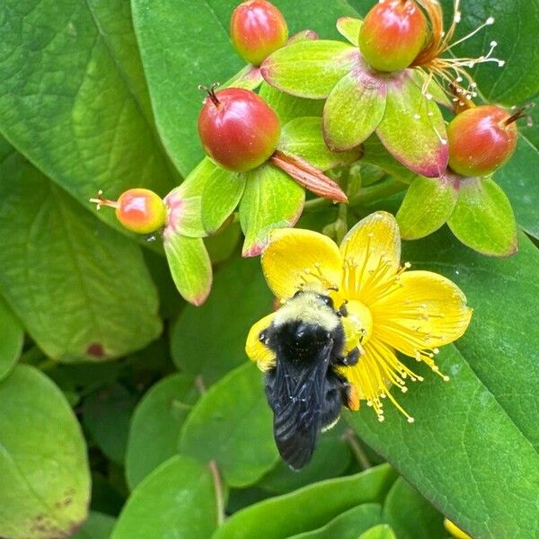 Hypericum androsaemum Flor