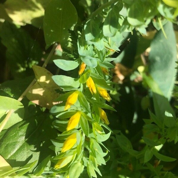 Cerinthe minor Flors