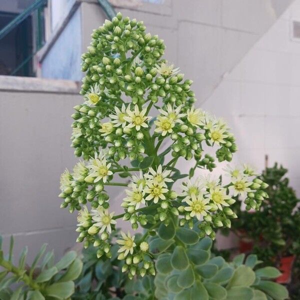 Aeonium arboreum Žiedas