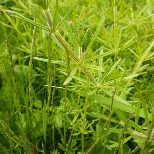 Galium aparine Hoja