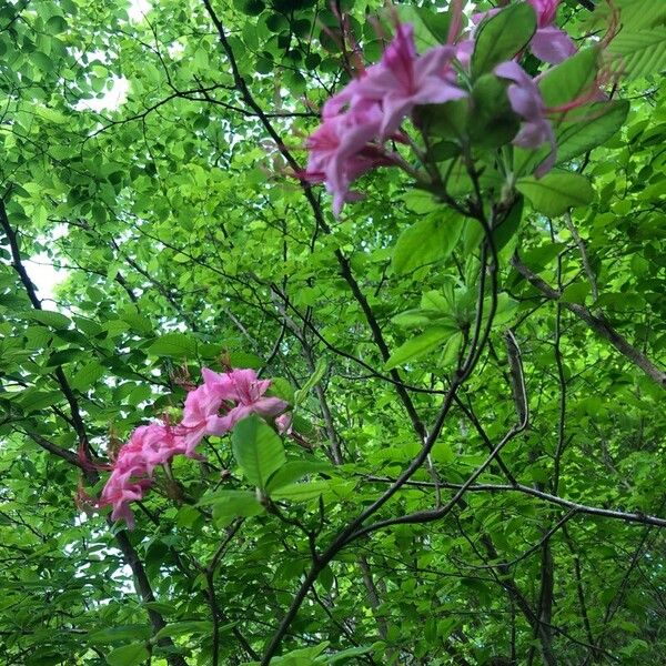 Rhododendron periclymenoides Flor