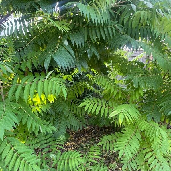 Rhus glabra Liść