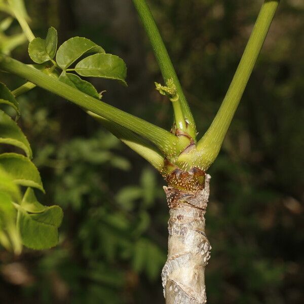 Aralia excelsa خشب