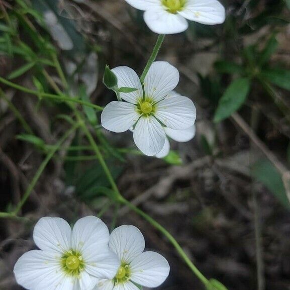 Arenaria montana Flower