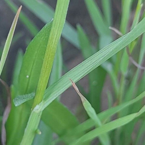 Bromus tectorum Кора