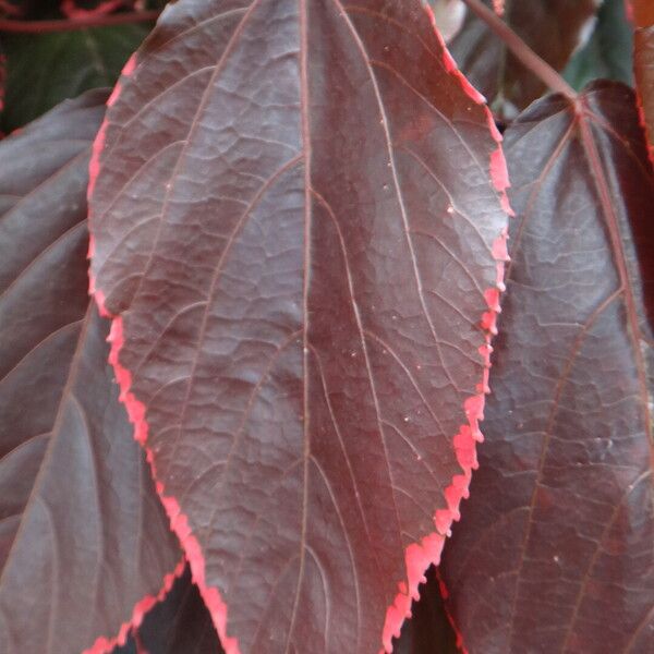 Acalypha wilkesiana Folha