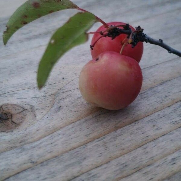 Prunus rivularis Fruit