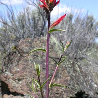 Castilleja linariifolia (Wyoming paintbrush)
