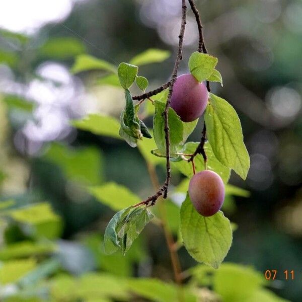 Prunus domestica Інше