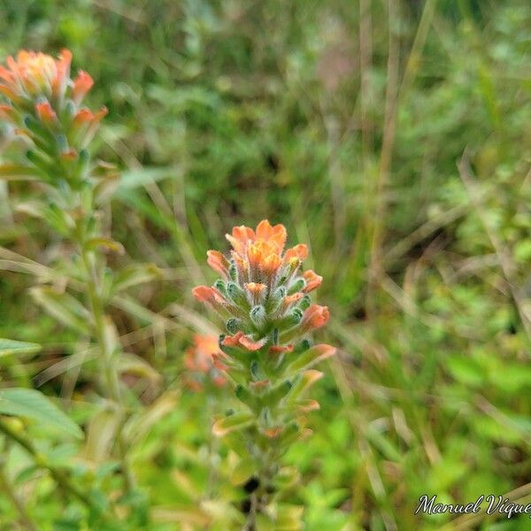 Castilleja affinis Flor