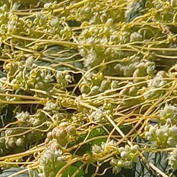 Cuscuta campestris Flors