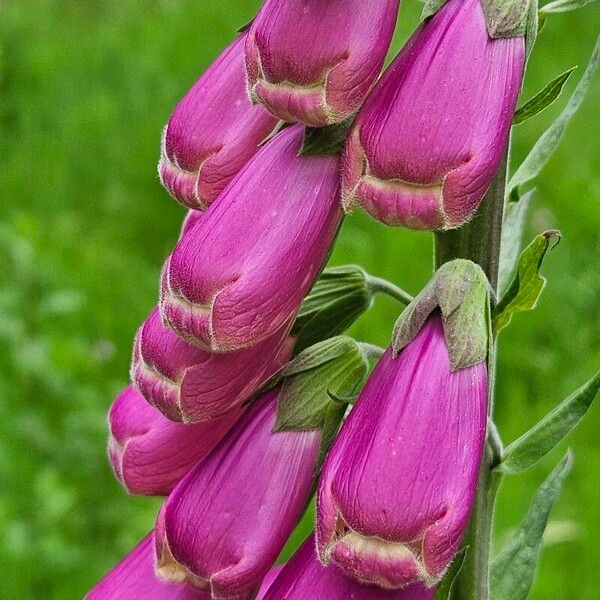 Digitalis purpurea Blomst