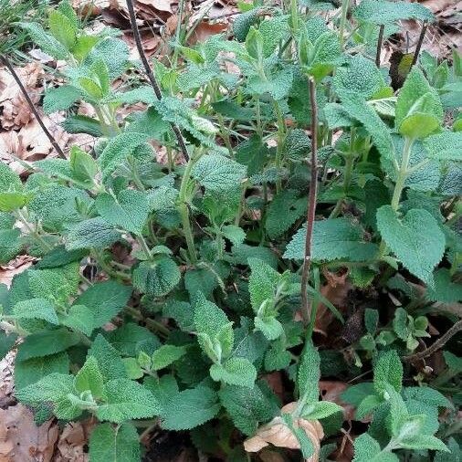 Teucrium scorodonia Облик