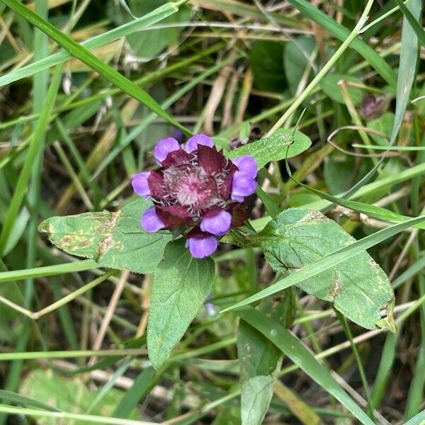 Prunella vulgaris 叶