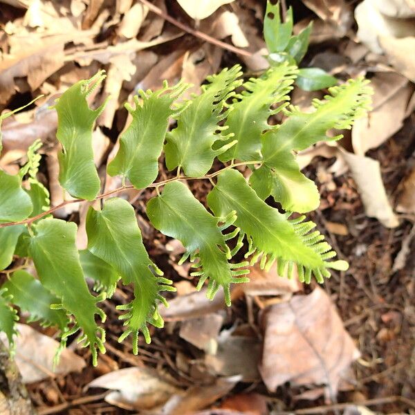 Lygodium microphyllum Folio