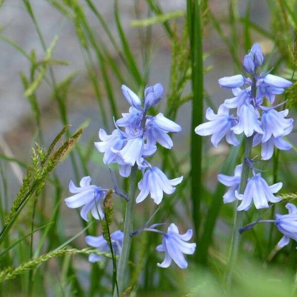 Hyacinthoides non-scripta Flower