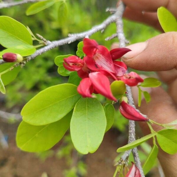 Arthroclianthus microbotrys Blüte