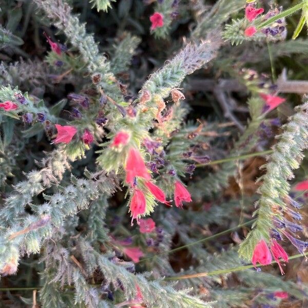 Echium angustifolium Floro