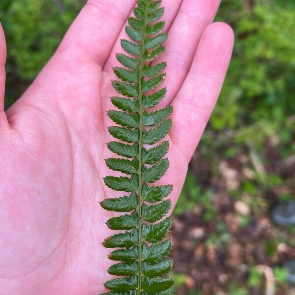 Polystichum setiferum Levél