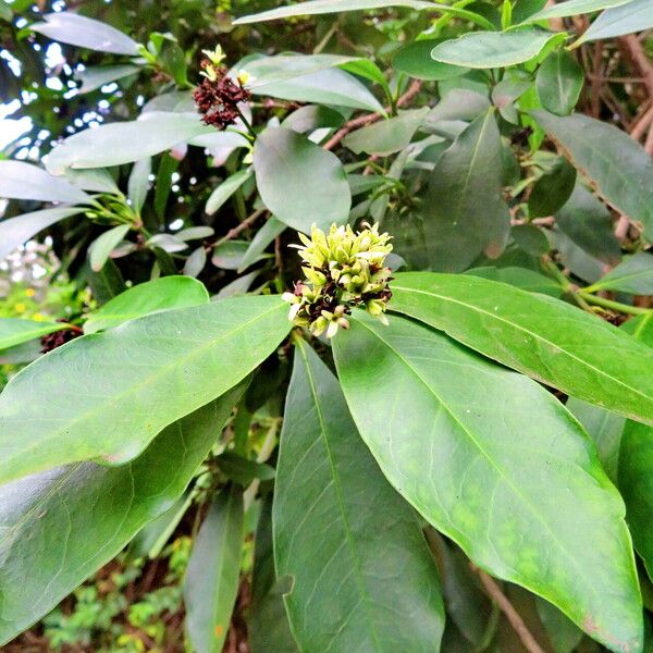 Ixora finlaysoniana Kukka