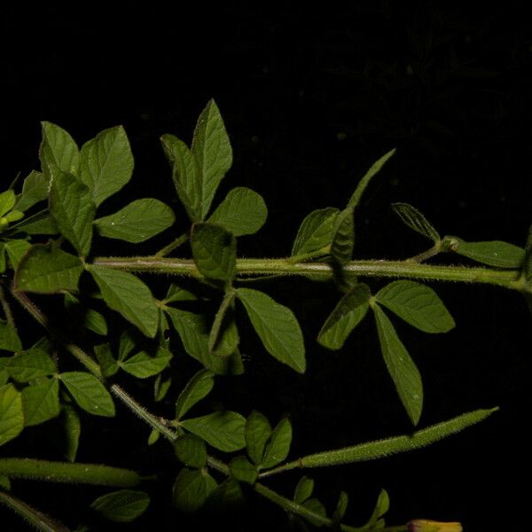 Cleome viscosa List