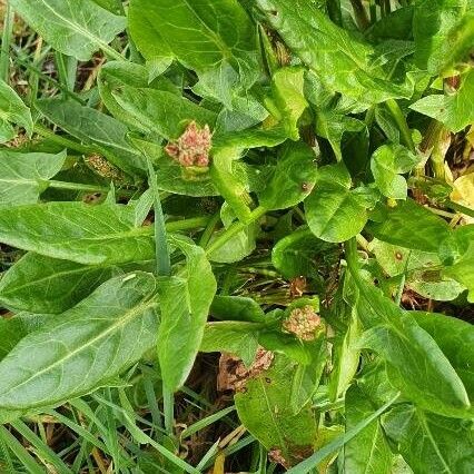 Rumex acetosa Blatt