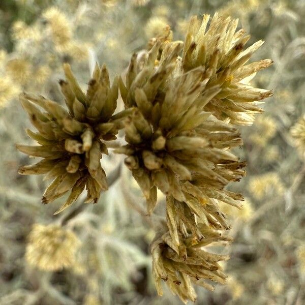 Achyrocline saturejoides Flower