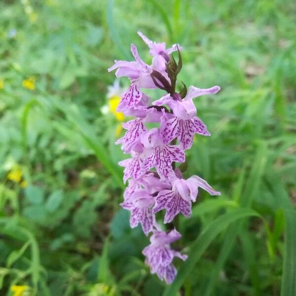 Dactylorhiza fuchsii Цветок