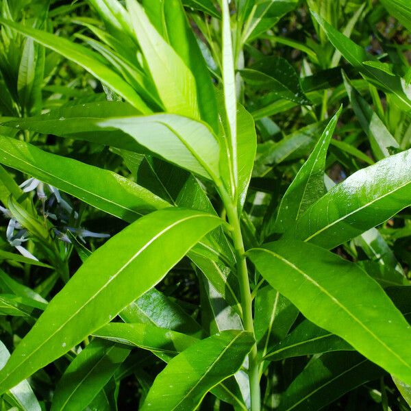 Amsonia tabernaemontana Leaf