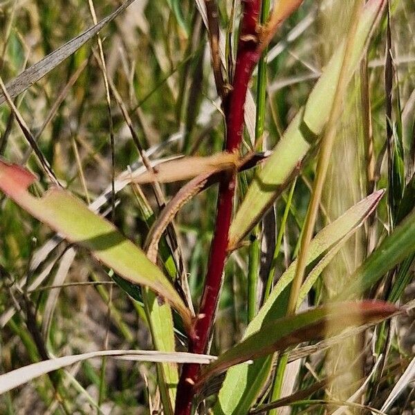 Solidago missouriensis Лист