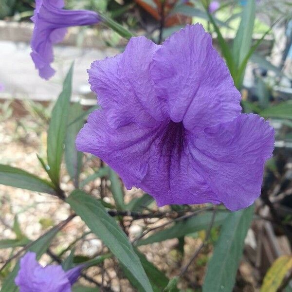 Ruellia simplex Çiçek