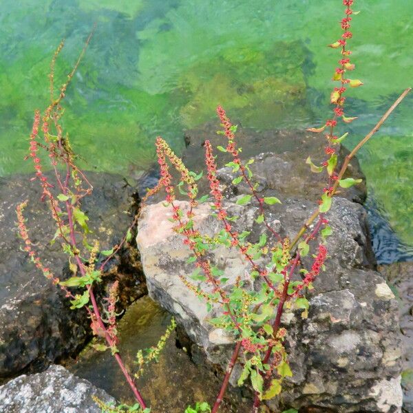 Rumex conglomeratus Costuma