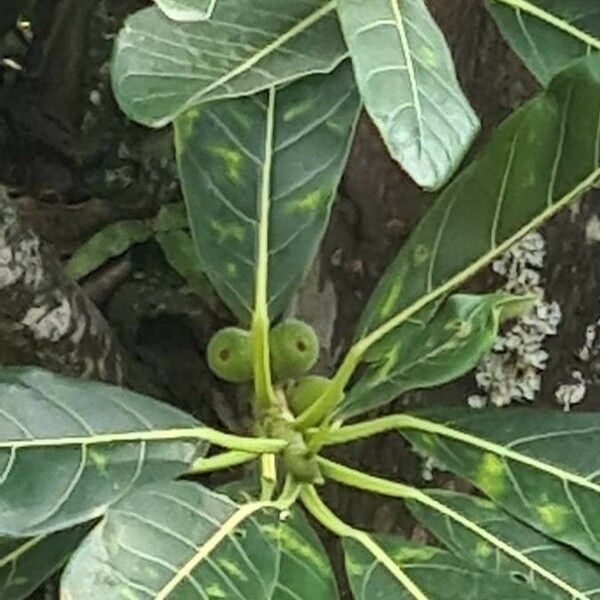 Ficus lutea Fruit