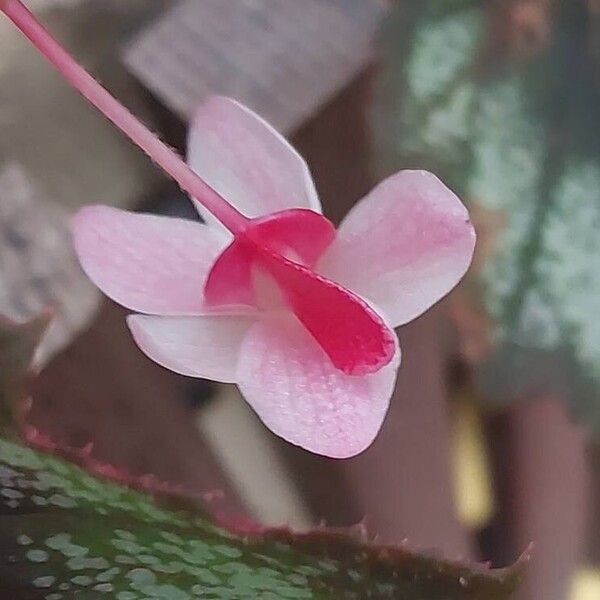 Begonia palmata Květ