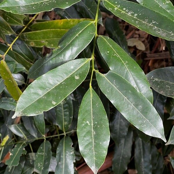 Castanospermum australe পাতা