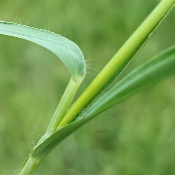 Molinia caerulea Blatt