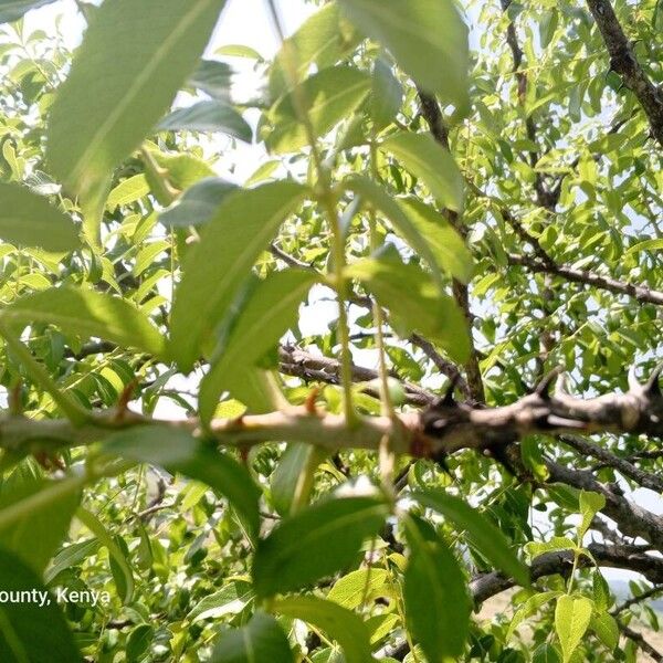 Zanthoxylum chalybeum Foglia