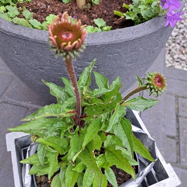 Echinacea purpurea Yaprak