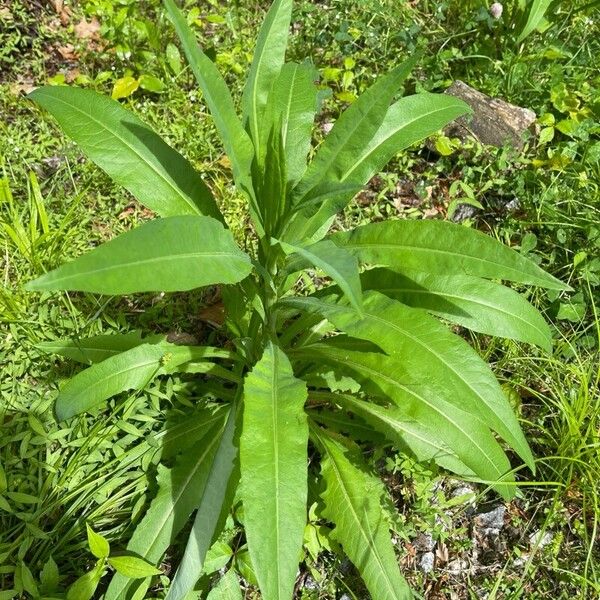 Lactuca indica Leaf