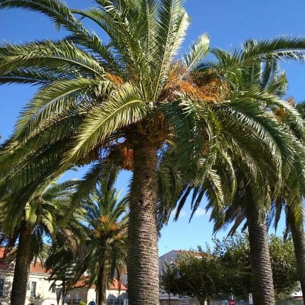 Phoenix canariensis Yaprak